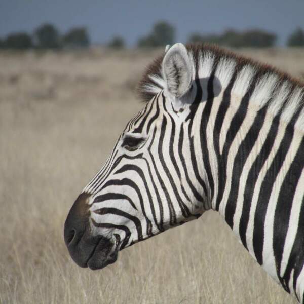 Erlebnis-Reisen Afrika Landschaften Lebensraum Tiere